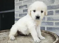 Sadie, a female English Cream Golden Retriever for sale in Grabill, IN – Photo 8 of 8