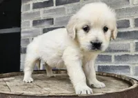 Sadie, a female English Cream Golden Retriever for sale in Grabill, IN – Photo 5 of 8