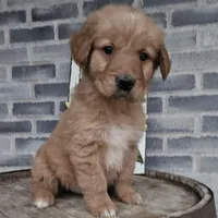 hannah, a female Goldendoodle for sale in Grabill, IN – Photo 8 of 9