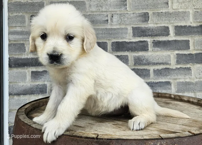 Sadie – English Cream Golden Retriever puppy for sale in Grabill, IN