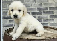 Sadie, a female English Cream Golden Retriever for sale in Grabill, IN – Photo 1 of 8