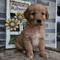 hannah, a female Goldendoodle for sale in Grabill, IN – Photo 6 of 9
