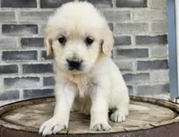 Sadie, a female English Cream Golden Retriever for sale in Grabill, IN – Photo 2 of 8