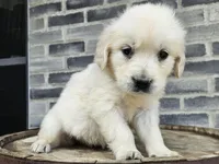 Sadie, a female English Cream Golden Retriever for sale in Grabill, IN – Photo 6 of 8