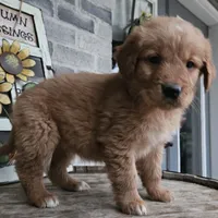 hannah, a female Goldendoodle for sale in Grabill, IN – Photo 4 of 9