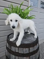 Clifford , a male English Cream Golden Retriever for sale in Grabill, IN – 6 of 10