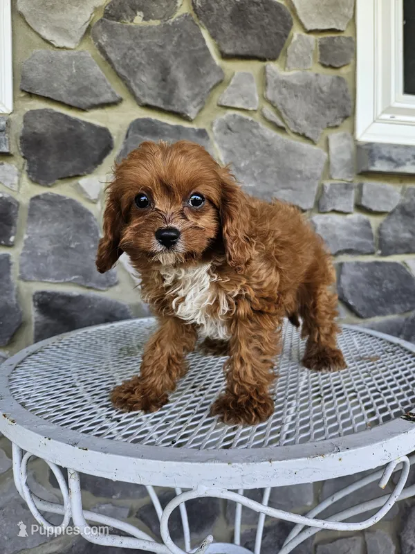 Clifford – Cavapoo puppy for sale in Grabill, IN