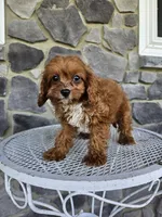 Clifford, a male Cavapoo for sale in Grabill, IN – 1 of 10