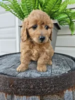 bella, a female Miniature Goldendoodle for sale in Grabill, IN – 5 of 10