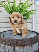 hank, a male Goldendoodle for sale in Grabill, IN – 7 of 9