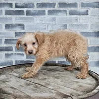 Amos, a male Poodle - Toy  for sale in Grabill, IN – Photo 7 of 8