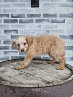 Amos, a male Poodle - Toy  for sale in Grabill, IN – Photo 7 of 8