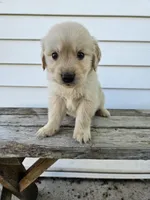 Amos, a male English Cream Golden Retriever for sale in Grabill, IN – Photo 5 of 8