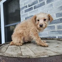 Amos, a male Poodle - Toy  for sale in Grabill, IN – Photo 6 of 8