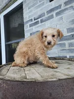 Amos, a male Poodle - Toy  for sale in Grabill, IN – Photo 6 of 8