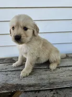 Amos, a male English Cream Golden Retriever for sale in Grabill, IN – Photo 6 of 8