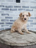 Amos, a male Poodle - Toy  for sale in Grabill, IN – Photo 3 of 8
