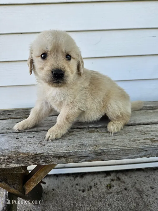 Amos – English Cream Golden Retriever puppy for sale in Grabill, IN