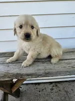 Amos, a male English Cream Golden Retriever for sale in Grabill, IN – Photo 1 of 8