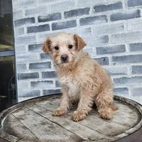 Amos, a male Poodle - Toy  for sale in Grabill, IN – Photo 4 of 8