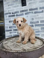 Amos, a male Poodle - Toy  for sale in Grabill, IN – Photo 4 of 8