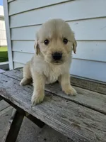 Amos, a male English Cream Golden Retriever for sale in Grabill, IN – Photo 2 of 8