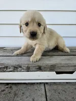 Amos, a male English Cream Golden Retriever for sale in Grabill, IN – Photo 3 of 8