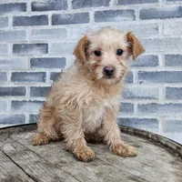 Amos, a male Poodle - Toy  for sale in Grabill, IN – Photo 1 of 8