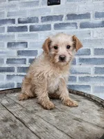 Amos, a male Poodle - Toy  for sale in Grabill, IN – Photo 1 of 8