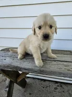 Amos, a male English Cream Golden Retriever for sale in Grabill, IN – Photo 8 of 8