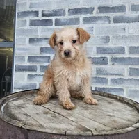 Amos, a male Poodle - Toy  for sale in Grabill, IN – Photo 2 of 8