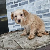 Amos, a male Poodle - Toy  for sale in Grabill, IN – Photo 5 of 8