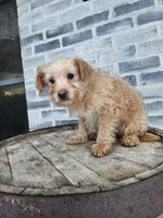 Amos, a male Poodle - Toy  for sale in Grabill, IN – Photo 5 of 8