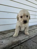Amos, a male English Cream Golden Retriever for sale in Grabill, IN – Photo 4 of 8