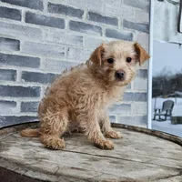 Amos, a male Poodle - Toy  for sale in Grabill, IN – Photo 8 of 8