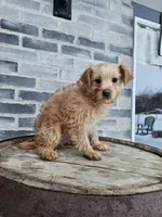 Amos, a male Poodle - Toy  for sale in Grabill, IN – Photo 8 of 8