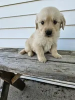 Amos, a male English Cream Golden Retriever for sale in Grabill, IN – Photo 7 of 8