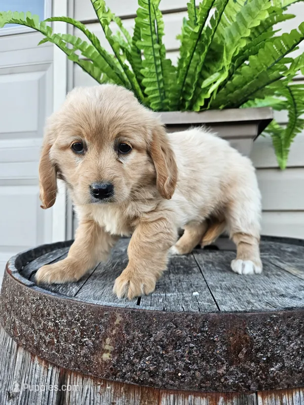 bill – Miniature Goldendoodle puppy for sale in Grabill, IN