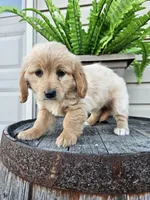 bill, a male Miniature Goldendoodle for sale in Grabill, IN – 1 of 9