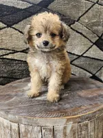 sally, a female Poodle - Toy  for sale in Grabill, IN – 9 of 10