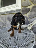 Tina, a female Cavalier King Charles Spaniel for sale in Grabill, IN – 2 of 10