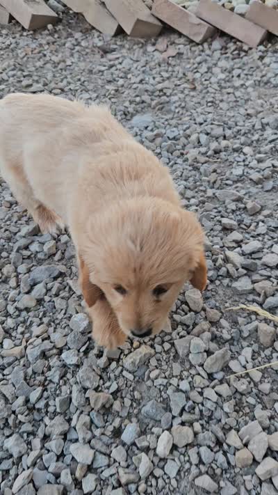 bill, a male Miniature Goldendoodle for sale in Grabill, IN – 9 of 9