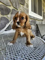 lateasha, a female Cavalier King Charles Spaniel for sale in Grabill, IN – 3 of 10
