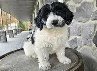 Henry, a male Miniature Goldendoodle for sale in Grabill, IN – Photo 4 of 9