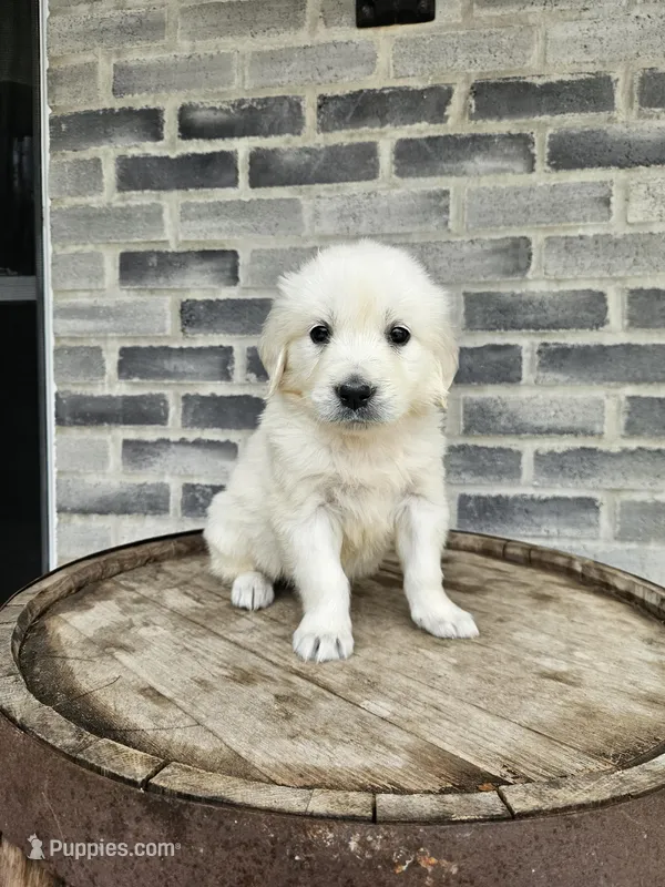 Dora – English Cream Golden Retriever puppy for sale in Grabill, IN