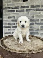 Dora, a female English Cream Golden Retriever for sale in Grabill, IN – Photo 1 of 2
