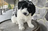 Henry, a male Miniature Goldendoodle for sale in Grabill, IN – Photo 2 of 9