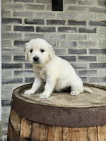 Dora, a female English Cream Golden Retriever for sale in Grabill, IN – Photo 5 of 7