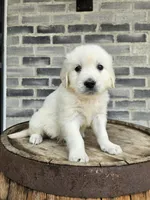 Dora, a female English Cream Golden Retriever for sale in Grabill, IN – Photo 7 of 7