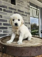 Dora, a female English Cream Golden Retriever for sale in Grabill, IN – Photo 2 of 7